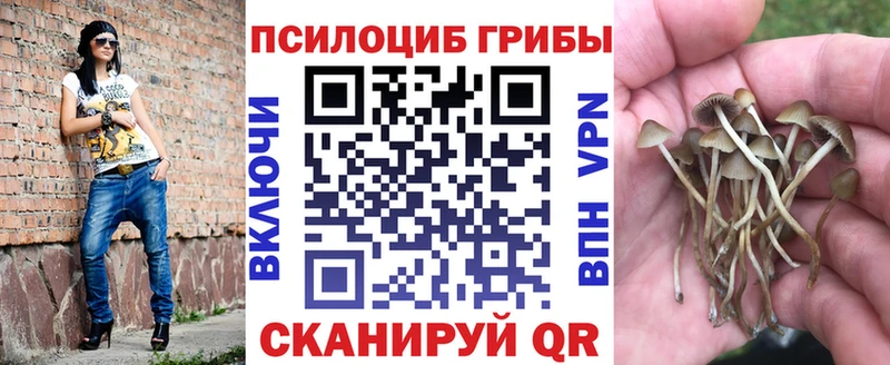 купить наркотики сайты  Чегем  Галлюциногенные грибы мицелий 